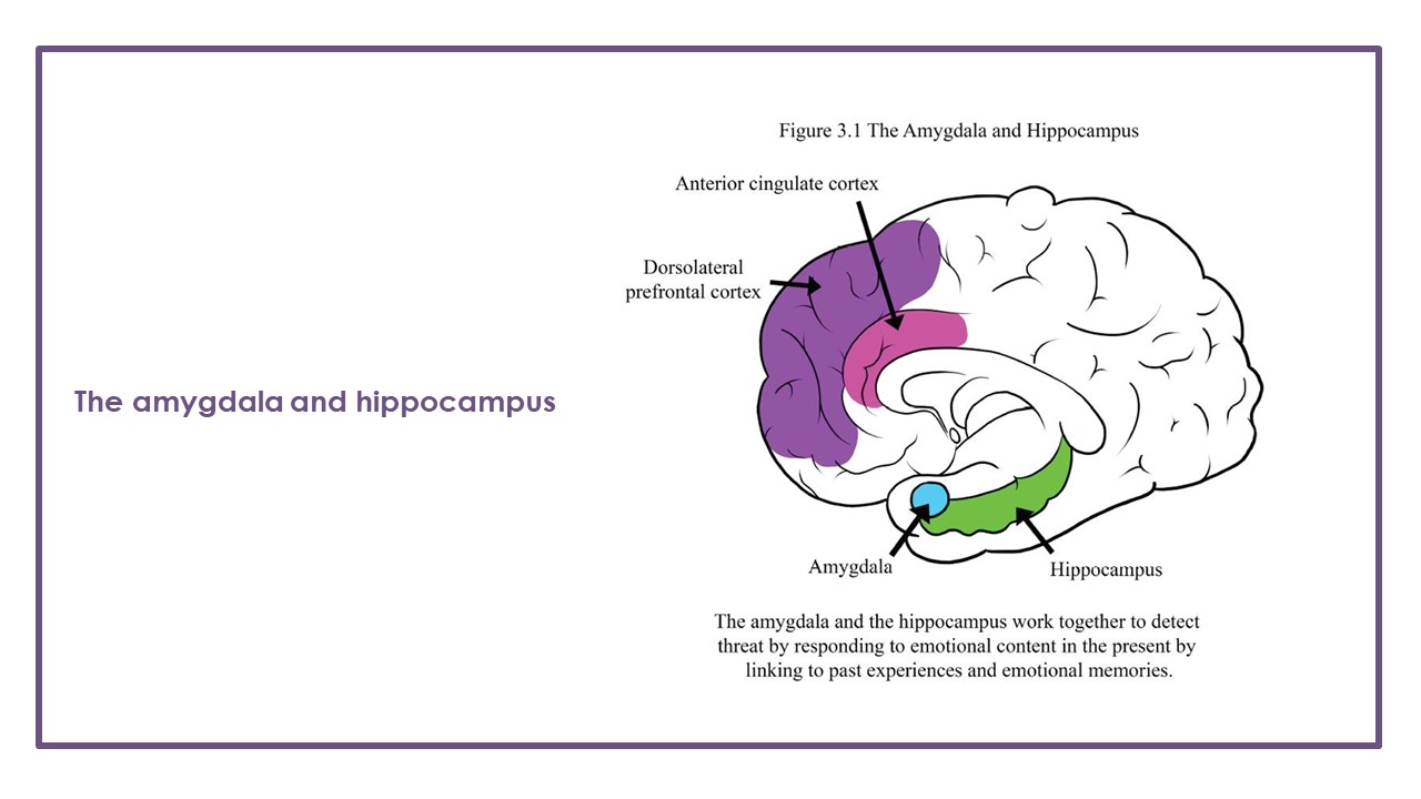 Amygdala